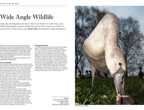 Wild Angle – Shooting Wildlife Wide
