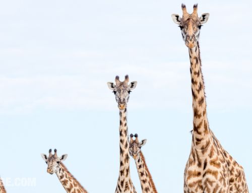 Giraffes: The Precipitous Fall of the Tallest Animal on Earth